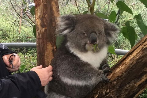 Food Tours Australia Cleland Wildlife Tour - Accommodation Cairns 1