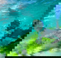 Half-Day Sea Lion Snorkeling Tour from Port Lincoln - Accommodation Cairns