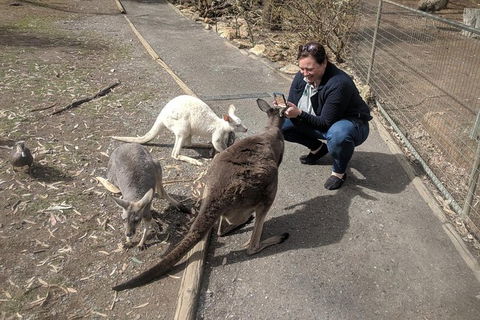 A Taste Of Adelaide And Hahndorf By Car Private Tour. - Accommodation Cairns 8