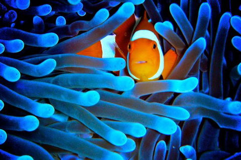 5-Day Best Of Cairns With Daintree, Kuranda, And Great Barrier Reef - Accommodation Cairns 0