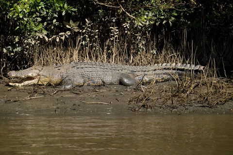 5-Day Best Of Cairns With Daintree, Kuranda, And Great Barrier Reef - Accommodation Cairns 10