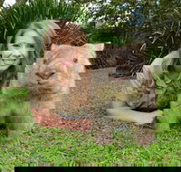 Croc Express to Australia Zoo from Brisbane - Accommodation Cairns