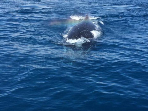 Whitehaven Beach Half-Day Cruises - Accommodation Cairns 8