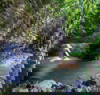 Springbrook andTamborine Rainforest Tour Incl Natural Bridge and Glow Worm Cave - Accommodation Cairns