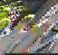 Koala Cuddle Adventure Croc 2 - Accommodation Cairns