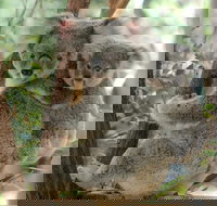 Lone Pine Koala Sanctuary Day Pass - Accommodation Cairns