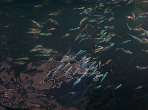 Great Barrier Reef Day Cruise To Reefworld - Accommodation Cairns 17