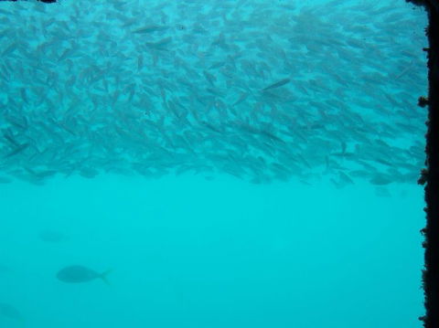 Great Barrier Reef Day Cruise To Reefworld - Accommodation Cairns 10