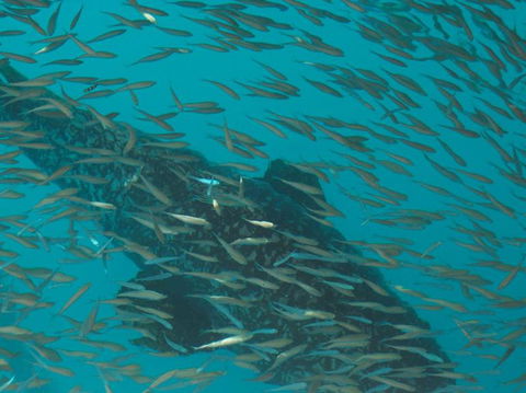 Great Barrier Reef Day Cruise To Reefworld - Accommodation Cairns 2