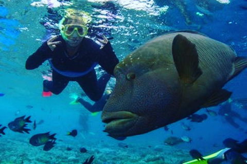 Great Barrier Reef Day Cruise To Reefworld - Accommodation Cairns 5