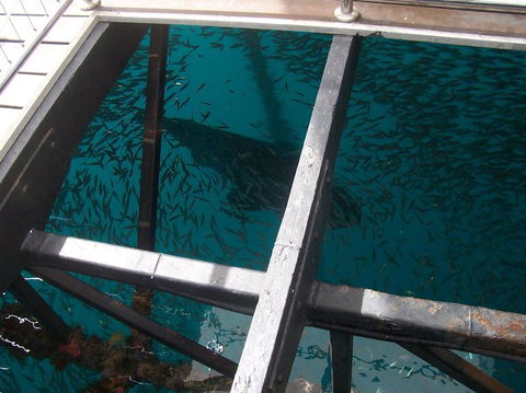 Great Barrier Reef Day Cruise To Reefworld - Accommodation Cairns 19