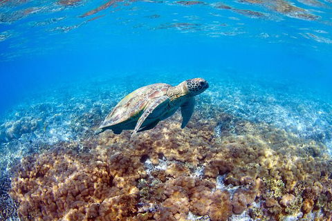 Great Barrier Reef Day Cruise To Reefworld - Accommodation Cairns 27