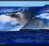 Whale Watching Cruise from Redcliffe Brisbane or the Sunshine Coast - Accommodation Cairns