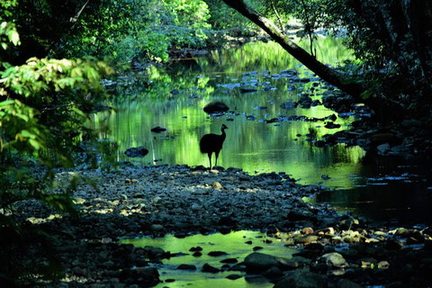 Daintree - Cape Tribulation & Atherton Tablelands Tours From Port Douglas - Accommodation Cairns 1