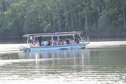 Daintree - Cape Tribulation & Atherton Tablelands Tours From Port Douglas - Accommodation Cairns 16