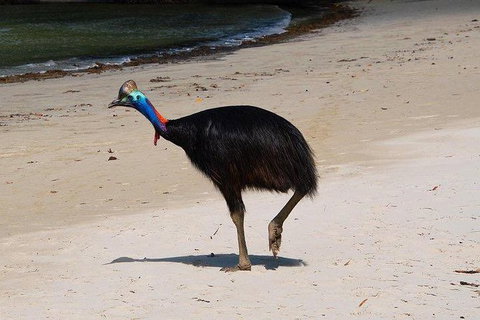 Daintree - Cape Tribulation & Atherton Tablelands Tours From Port Douglas - Accommodation Cairns 17