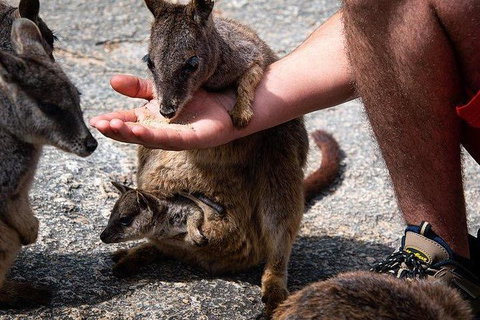 Daintree - Cape Tribulation & Atherton Tablelands Tours From Port Douglas - Accommodation Cairns 4
