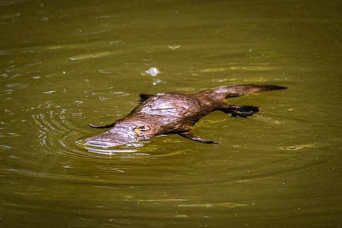 Daintree - Cape Tribulation & Atherton Tablelands Tours From Port Douglas - Accommodation Cairns 27