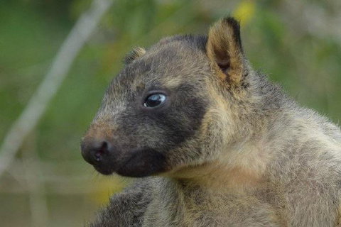 Daintree - Cape Tribulation & Atherton Tablelands Tours From Port Douglas - Accommodation Cairns 8