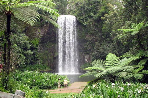 Daintree - Cape Tribulation & Atherton Tablelands Tours From Port Douglas - Accommodation Cairns 12