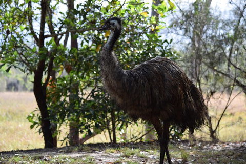 Daintree - Cape Tribulation & Atherton Tablelands Tours From Port Douglas - Accommodation Cairns 29