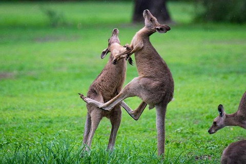 Daintree - Cape Tribulation & Atherton Tablelands Tours From Port Douglas - Accommodation Cairns 14