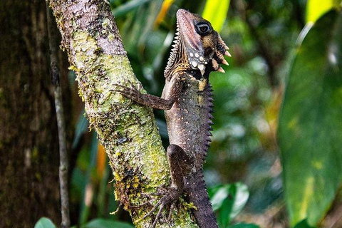 Daintree - Cape Tribulation & Atherton Tablelands Tours From Port Douglas - Accommodation Cairns 7