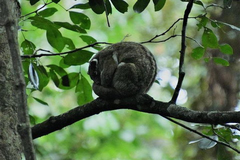 Daintree - Cape Tribulation & Atherton Tablelands Tours From Port Douglas - Accommodation Cairns 11