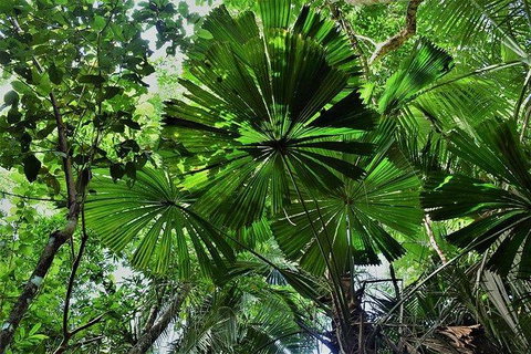 Daintree - Cape Tribulation & Atherton Tablelands Tours From Port Douglas - Accommodation Cairns 22