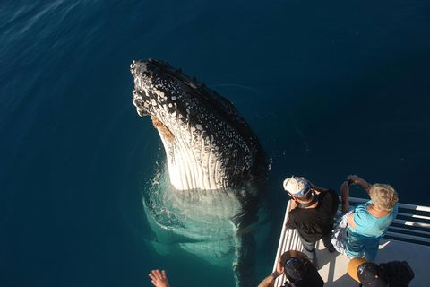Hervey Bay Whale Watching Experience - Accommodation Cairns 0