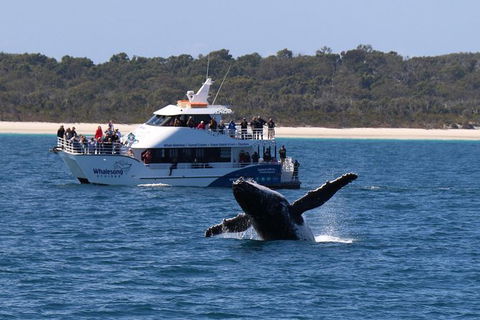 Hervey Bay Whale Watching Experience - Accommodation Cairns 4