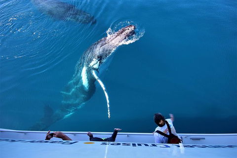 Hervey Bay Whale Watching Experience - Accommodation Cairns 3