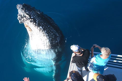 Hervey Bay Whale Watching Experience - Accommodation Cairns 14