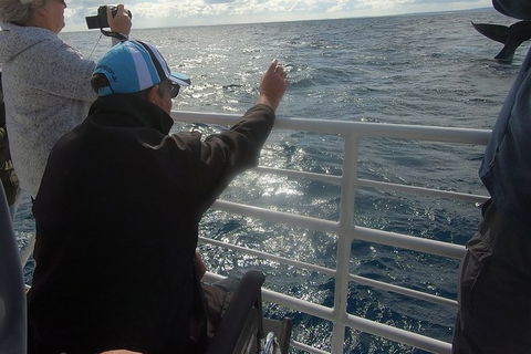 Hervey Bay Whale Watching Experience - Accommodation Cairns 13