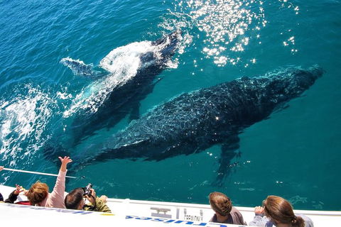 Hervey Bay Whale Watching Experience - Accommodation Cairns 12