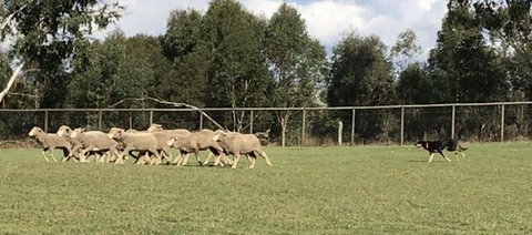 Lone Pine Koala Sanctuary Admission With Brisbane River Cruise - Accommodation Cairns 14