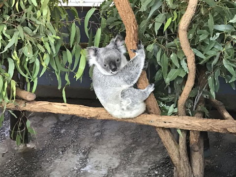 Lone Pine Koala Sanctuary Admission With Brisbane River Cruise - Accommodation Cairns 21