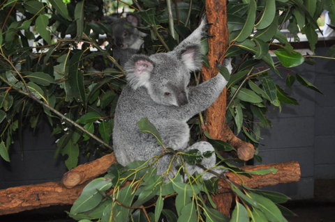Lone Pine Koala Sanctuary Admission With Brisbane River Cruise - Accommodation Cairns 6