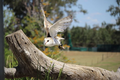 Lone Pine Koala Sanctuary Admission With Brisbane River Cruise - Accommodation Cairns 25