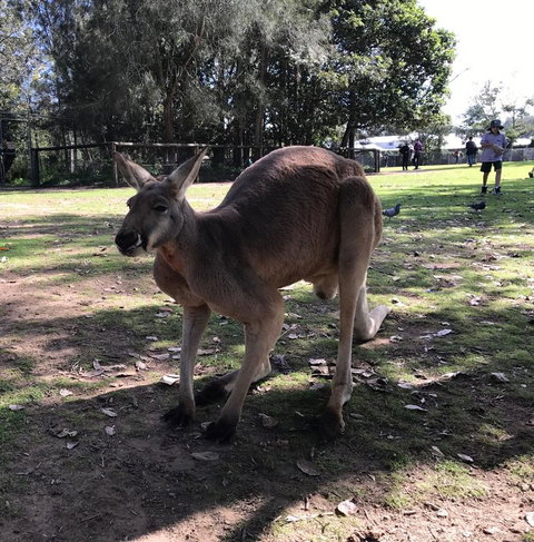 Lone Pine Koala Sanctuary Admission With Brisbane River Cruise - Accommodation Cairns 15