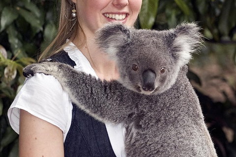 Lone Pine Koala Sanctuary Admission With Brisbane River Cruise - Accommodation Cairns 1