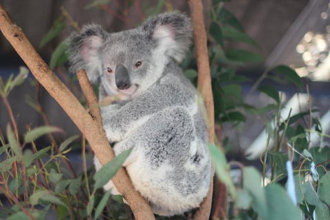 Lone Pine Koala Sanctuary Admission With Brisbane River Cruise - Accommodation Cairns 9