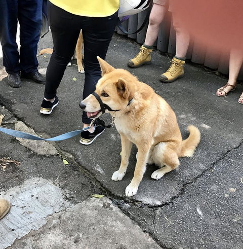 Lone Pine Koala Sanctuary Admission With Brisbane River Cruise - Accommodation Cairns 22