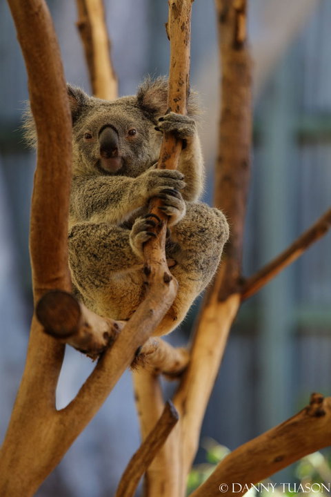 Lone Pine Koala Sanctuary Admission With Brisbane River Cruise - Accommodation Cairns 24