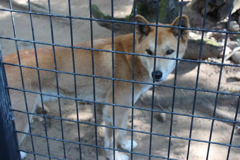 Lone Pine Koala Sanctuary Admission With Brisbane River Cruise - Accommodation Cairns 10