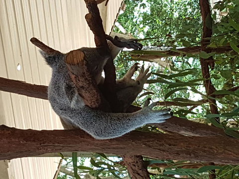 Lone Pine Koala Sanctuary Admission With Brisbane River Cruise - Accommodation Cairns 2