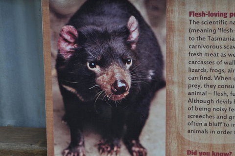 Lone Pine Koala Sanctuary Admission With Brisbane River Cruise - Accommodation Cairns 4