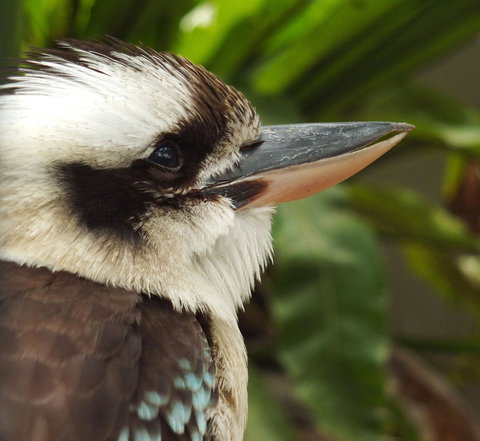 Lone Pine Koala Sanctuary Admission With Brisbane River Cruise - Accommodation Cairns 23