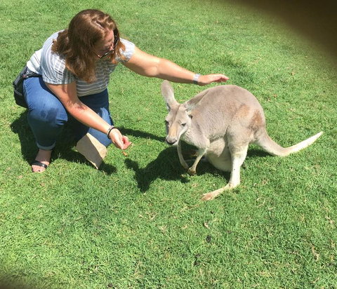 Lone Pine Koala Sanctuary Admission With Brisbane River Cruise - Accommodation Cairns 13
