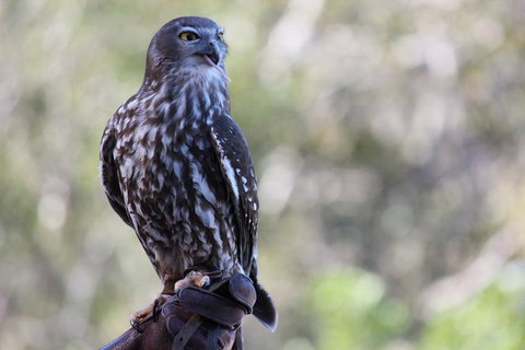 Lone Pine Koala Sanctuary Admission With Brisbane River Cruise - Accommodation Cairns 11